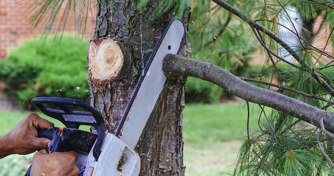 Emergency Tree Removal